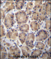 RPL27 Antibody (C-term)
